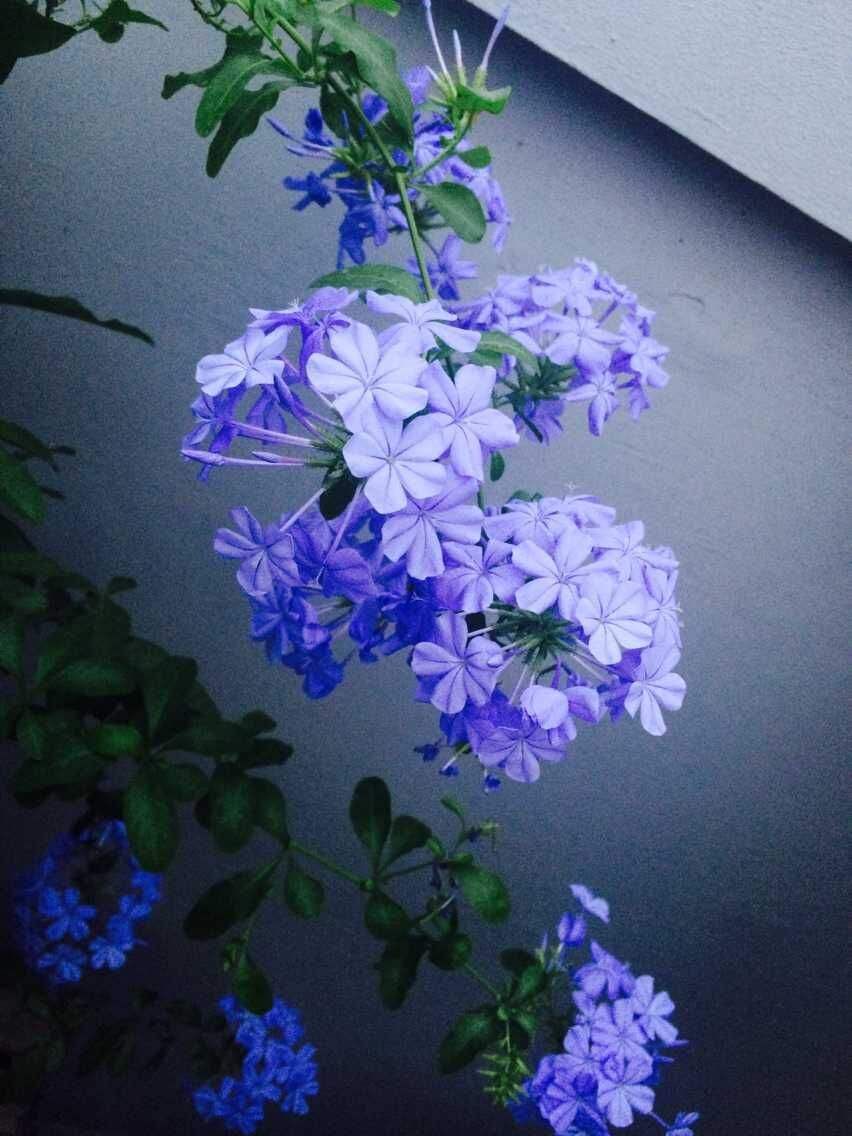 雨天,晴天都开花,夏天就应该选它,天蓝色的花惊艳到你