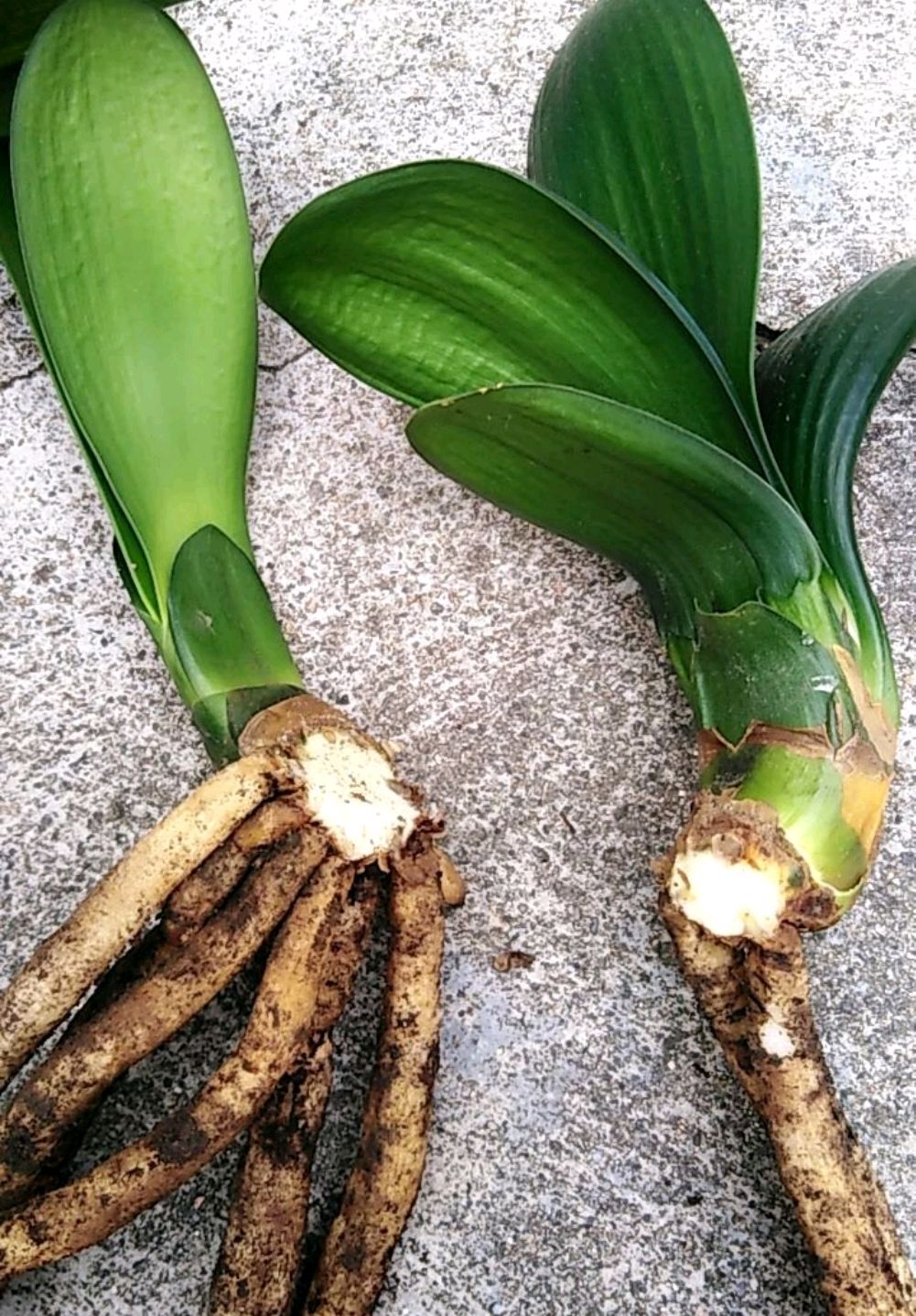 君子兰分芽后伤口怎么处理好?花匠给出了快速愈合发芽的方法