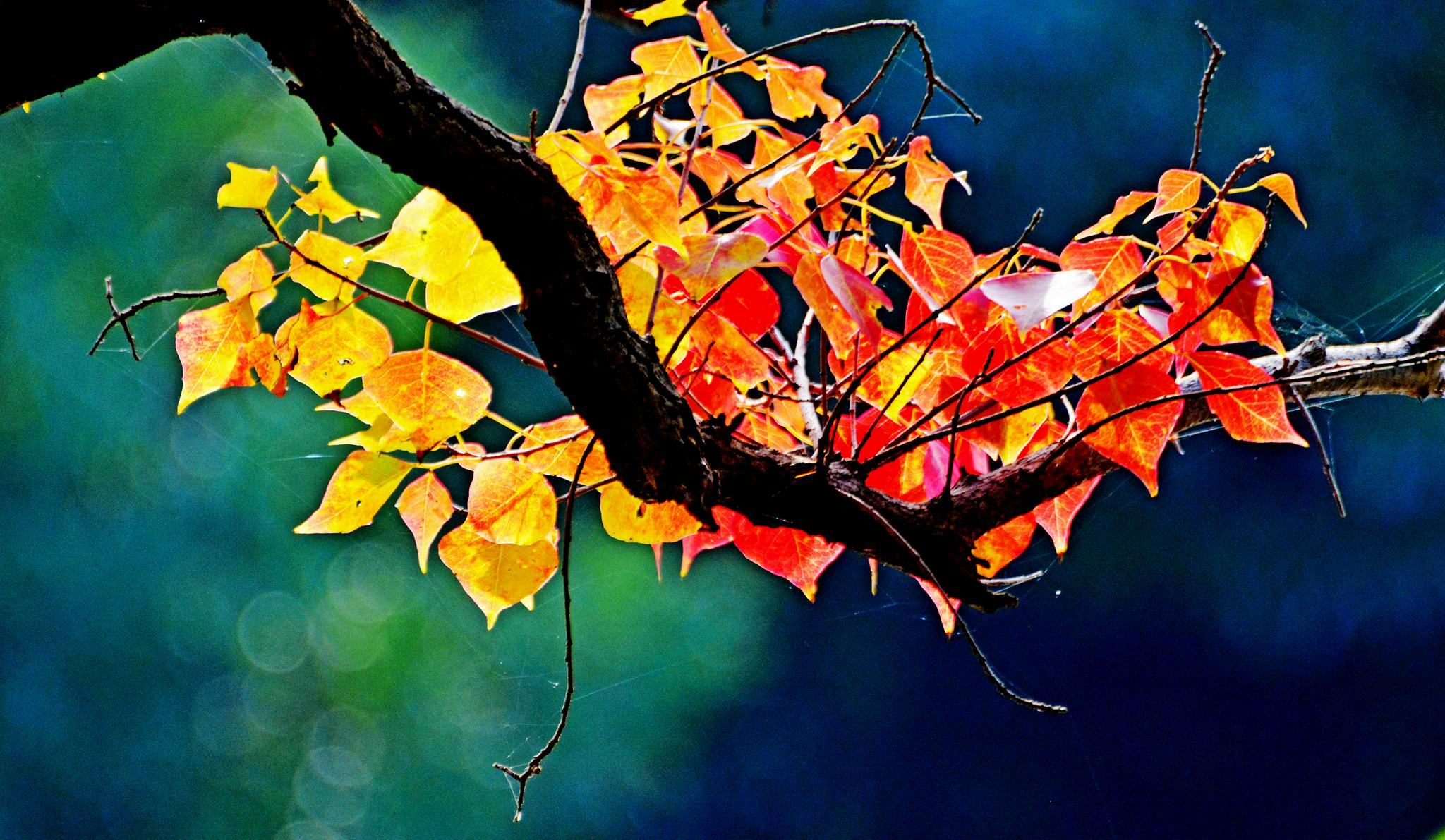 乌桕树叶开启了色彩缤纷的秋天江苏省无锡市锡山区锡北镇