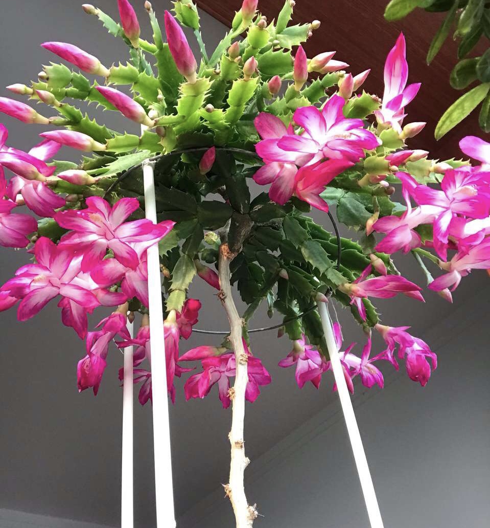 蟹爪兰花败了马上做3件事新叶嗖嗖冒