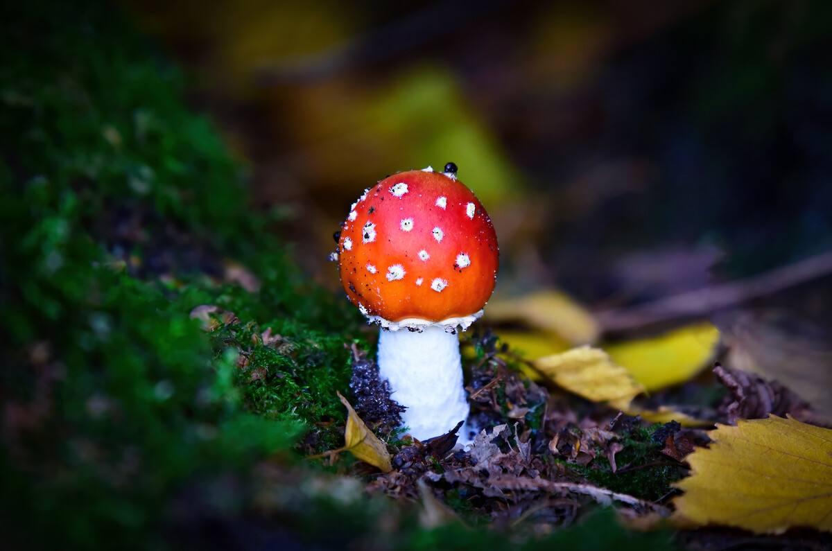 白嫖冷知识 区分毒蘑菇的不靠谱方法 冷知识 牛肝菌 毒蘑菇 新浪新闻