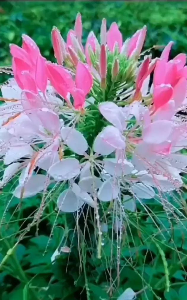 你，若过得好，无论我怎么想念你，我都会管住自己、不再去打扰你休闲区蓝鸢梦想 - Www.slyday.coM