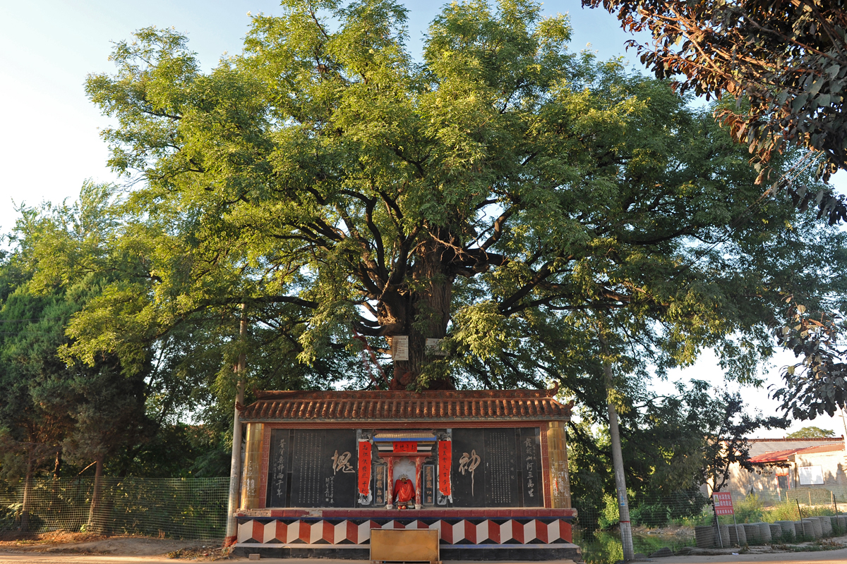千年古槐为僧人所植大火焚烧后不死反而枝繁叶茂村民说太神奇