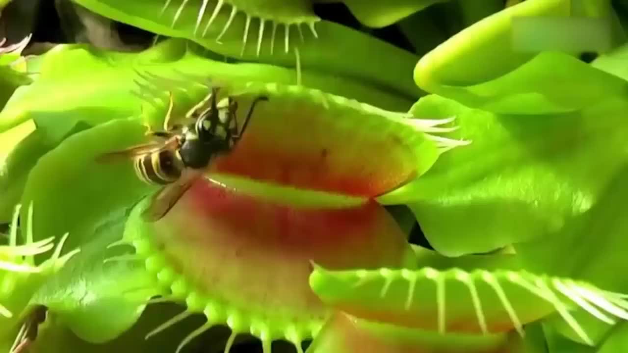 捕虫子厉害的植物捕捉各种昆虫瞬间