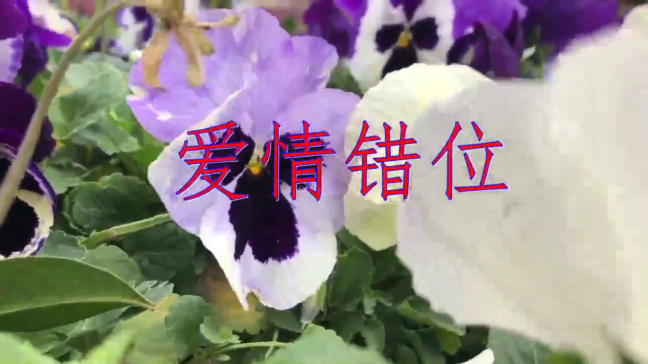 dj何鹏《爱情错位》,唱的让人着迷,感情饱满