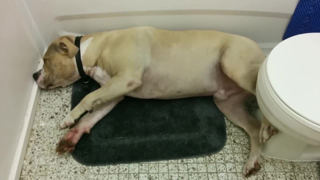 斗牛犬在厕所癫痫发作 呼吸急促浑身颤抖 口吐白沫 斗牛犬在厕所癫痫发作 呼吸急促浑身颤抖 口吐白沫