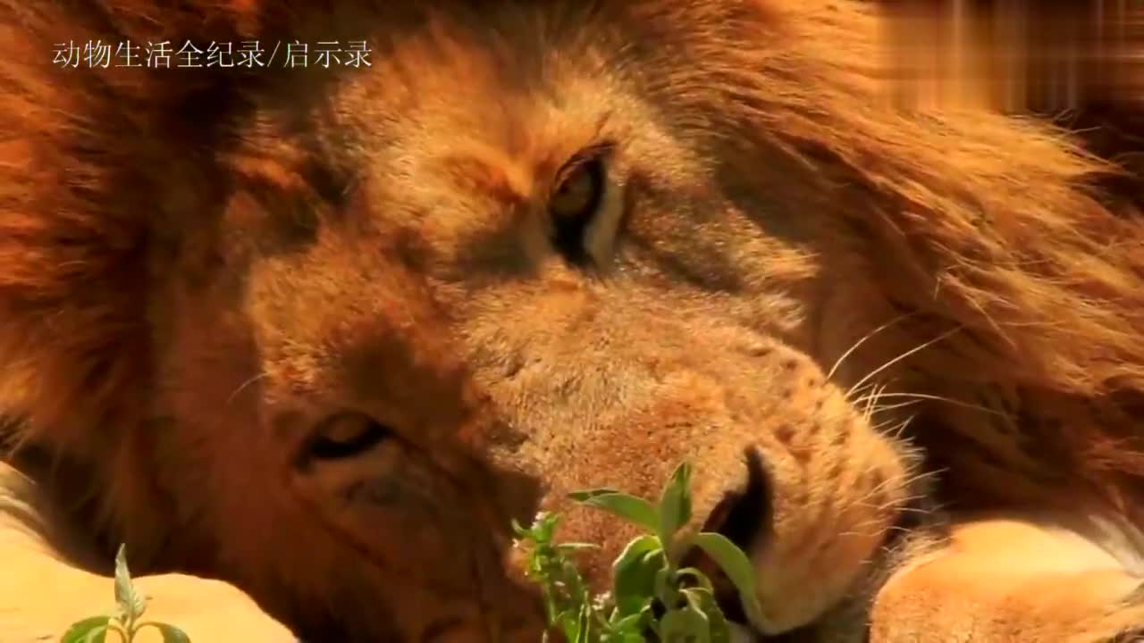 流浪雄狮三兄弟配合生疏,即将到手的疣猪,眼睁睁的跑了 为您推荐