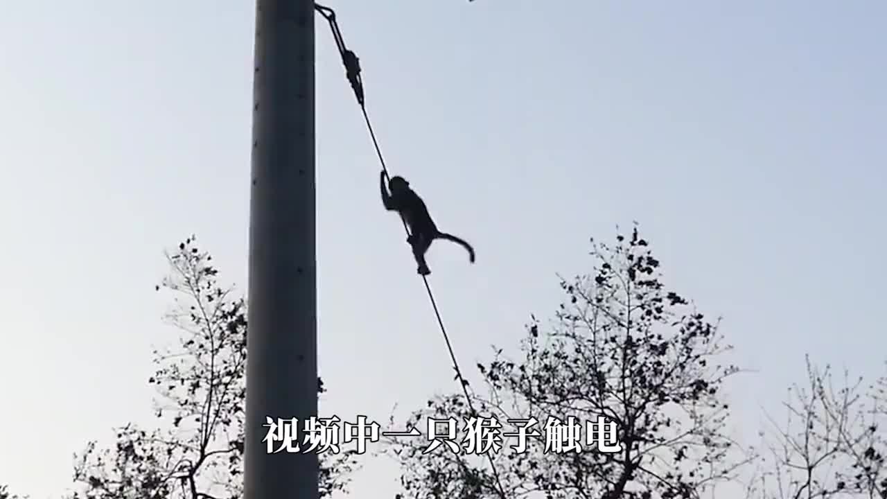 猴子触电后,路人不送去救治反而将其埋在沙中,这是什么操作?