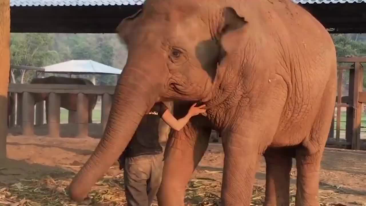 大象竟然用鼻子,卷起女子的头准备"吃",镜头记录惊险过程