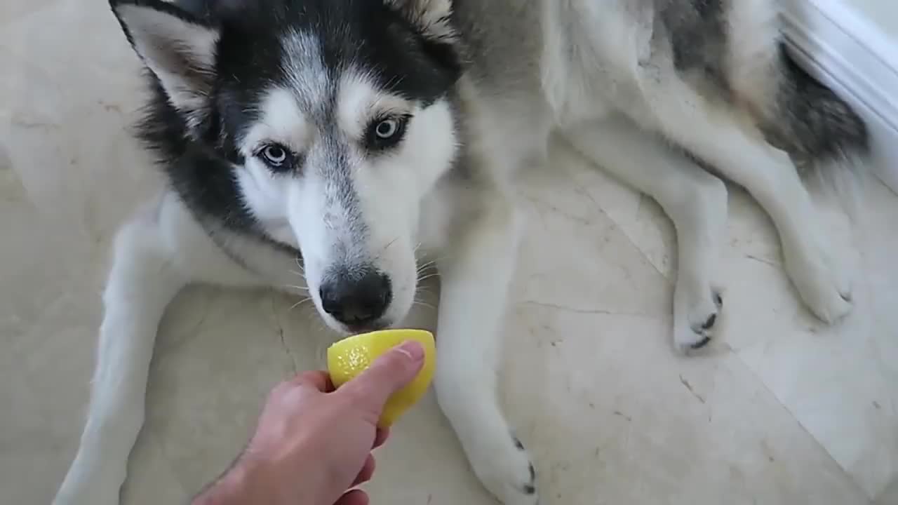 宠主给二哈吃柠檬,二哈表示很生气:咋的,我拆不动家了?