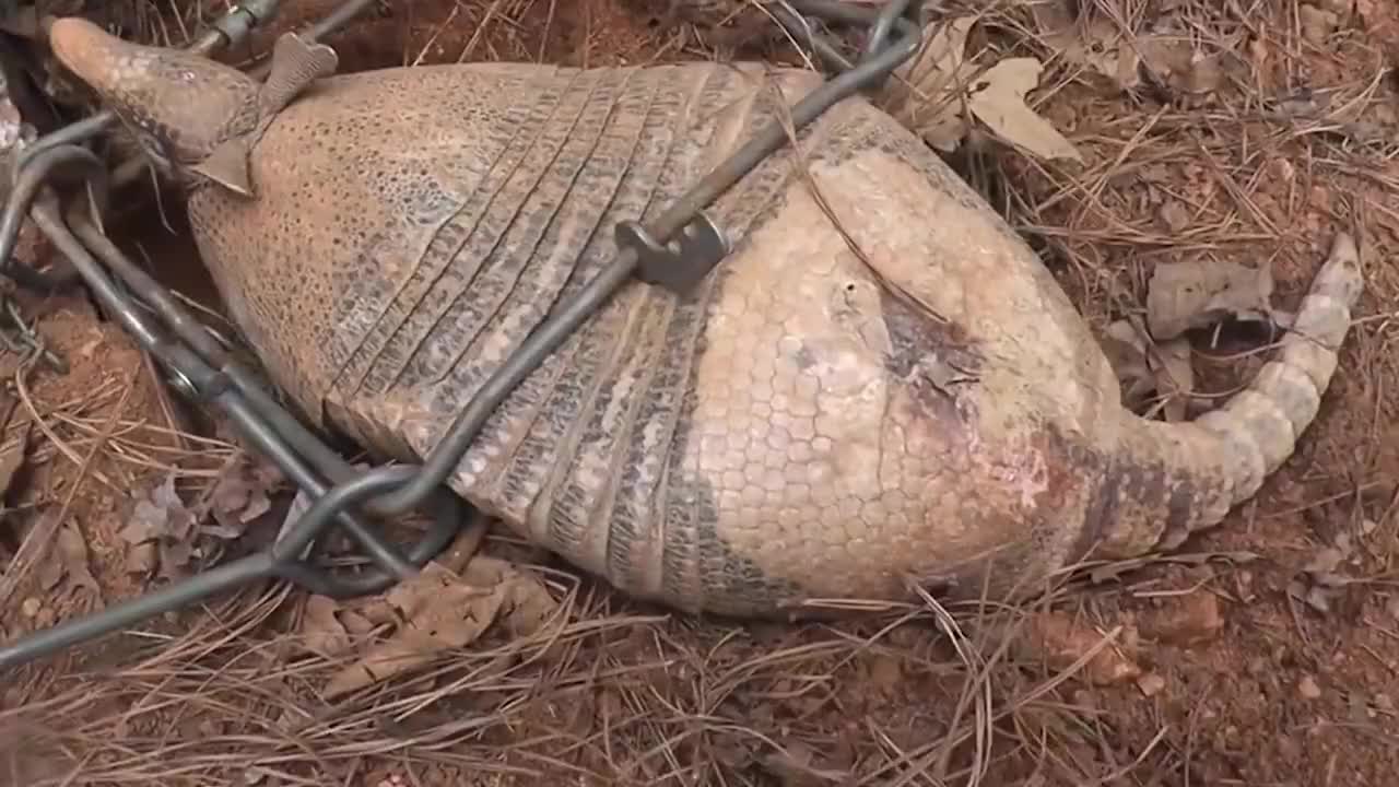 男子用捕兽夹夹住奇怪生物,当得知情况后,脸色大变!