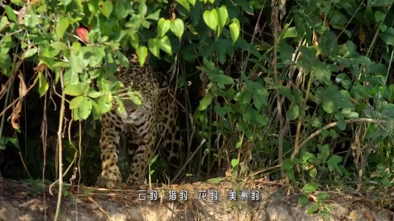 为您推荐: 外国人的游泳池