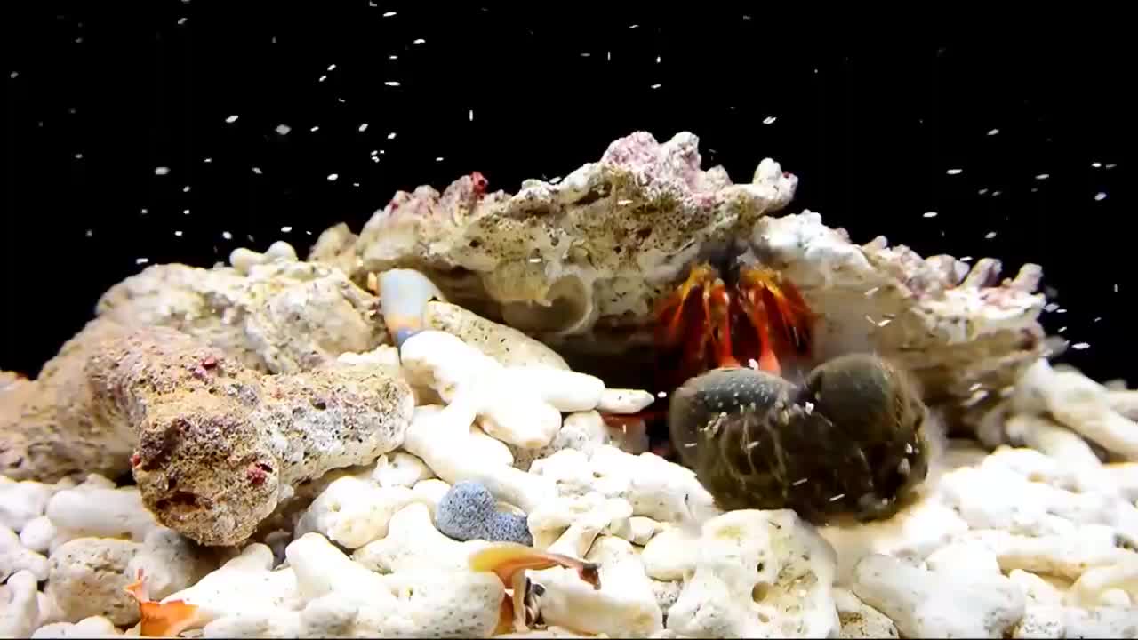 螳螂虾遇到巨型螃蟹,场面太刺激,这实力我服!