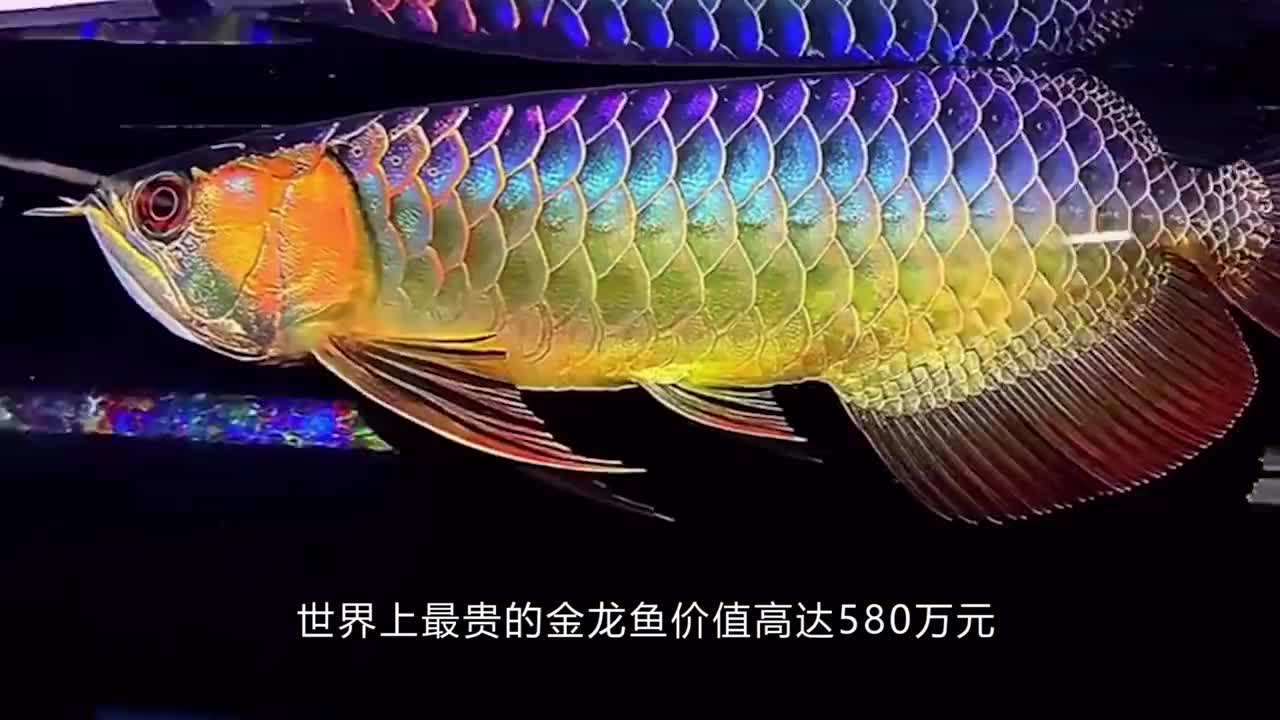 03 01:03 为您推荐: 娇妻把丈夫的精品金龙鱼红烧了,结局丈夫报出价格