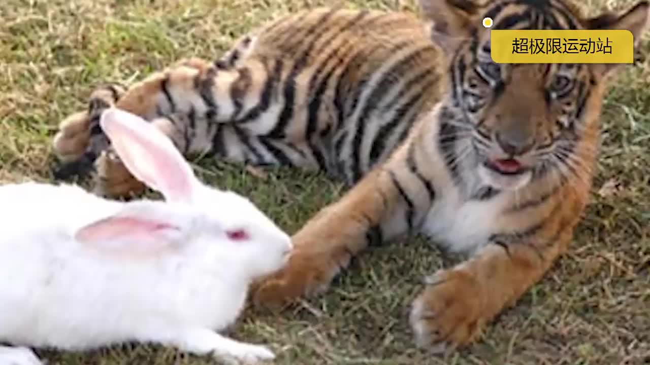兔子和老虎之间奇妙的友情,两个都好可爱,气氛和谐