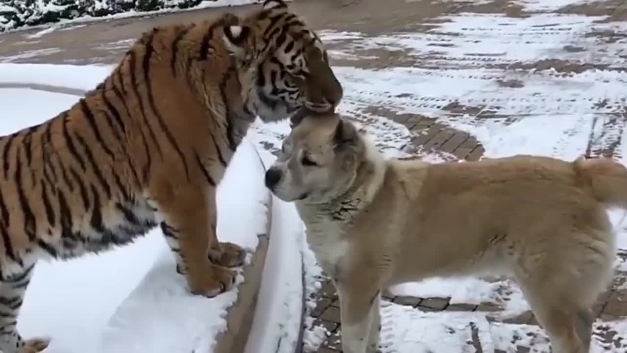 22 为您推荐: 野生东北虎进村,直接扑倒一人…… 为您推荐: 家里的狗