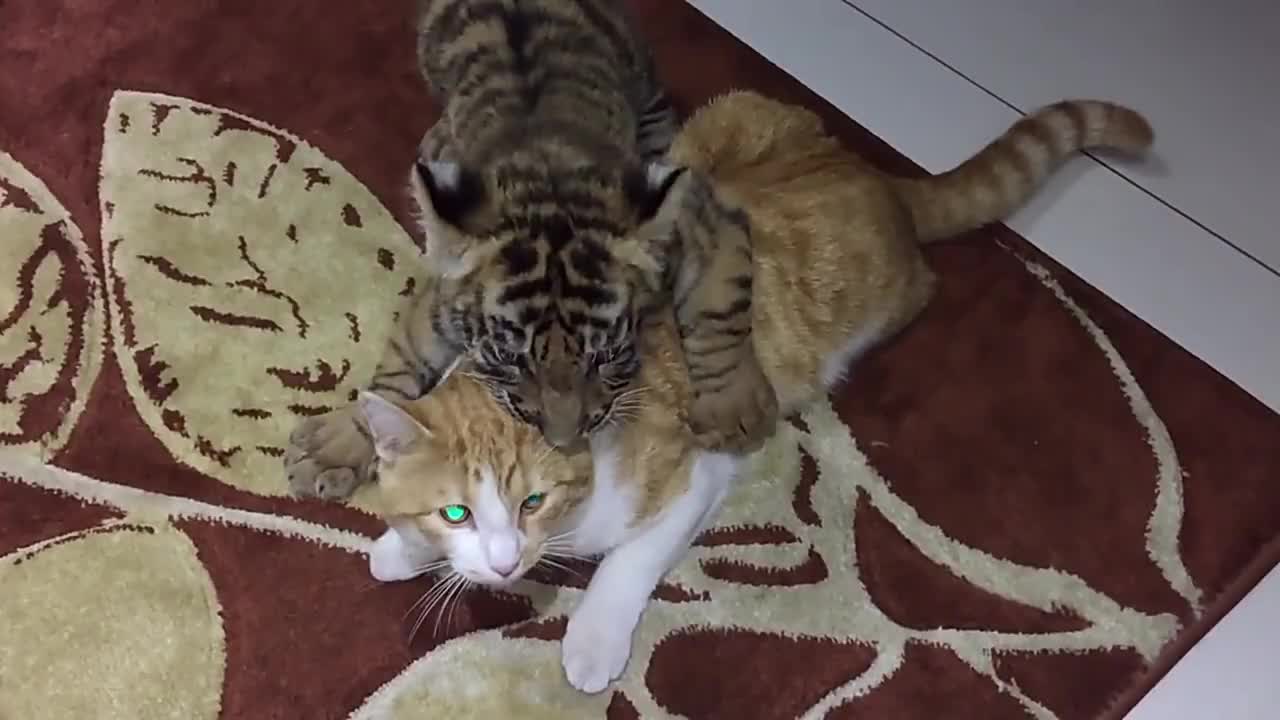 刚出生的小老虎第一次见到猫咪,扑上去又亲又咬,镜头拍下全过程
