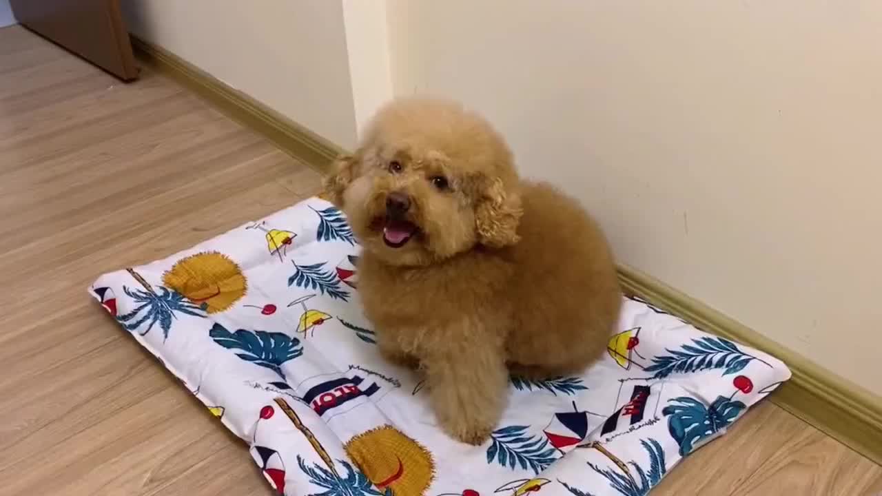 泰迪涂涂:你说什么,我看不见!