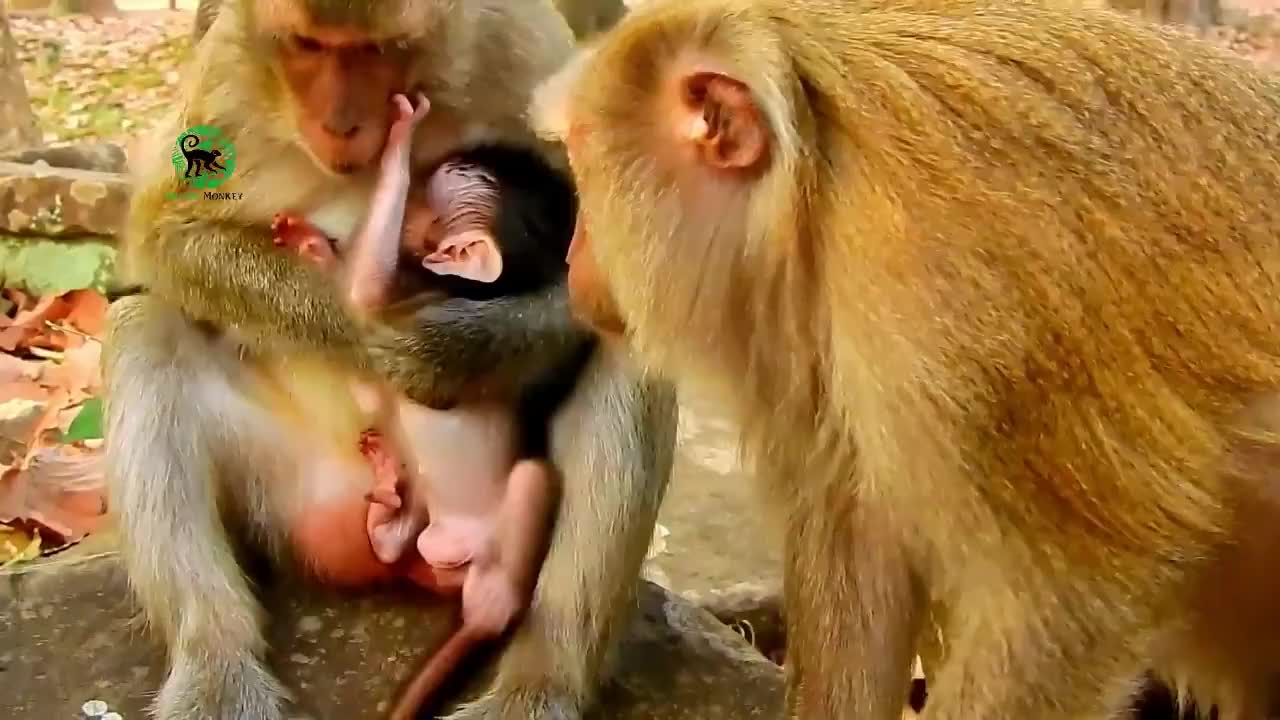 猴子分娩过程图片