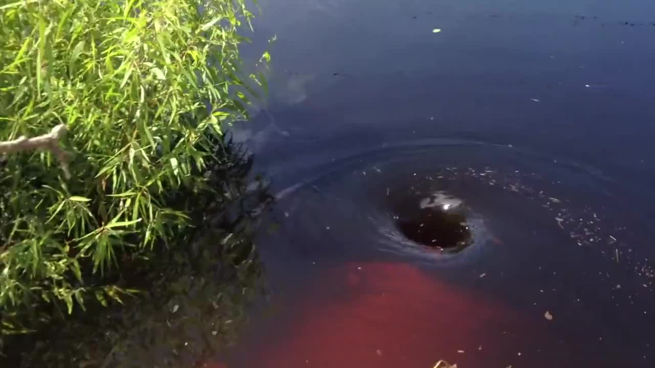 湖面出现大漩涡,两只鹅若无其事的靠了过去,镜头拍下全过程!