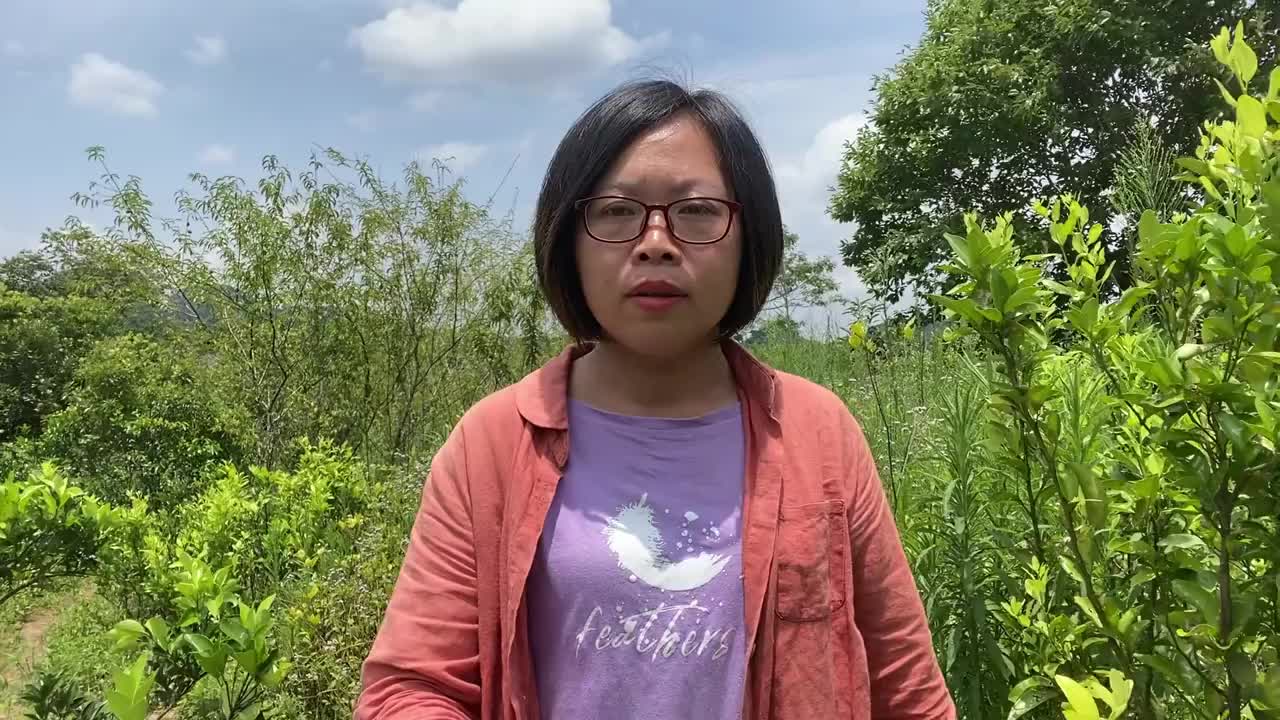 无双 划艇链球惊喜 为您推荐: 全村唯一被保留的"蛇树",结满"蛇卷果"