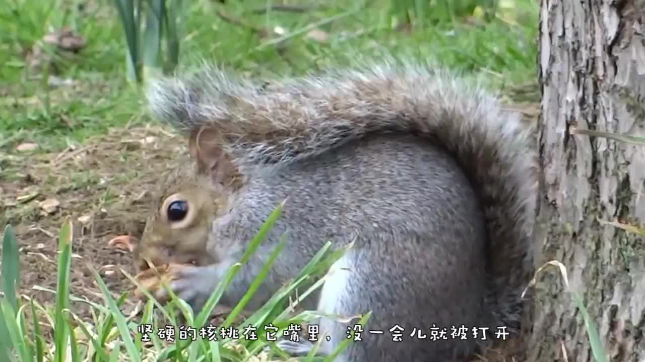 游客用香蕉诱惑松鼠,几秒后出现了搞笑的画面,镜头记录全过程