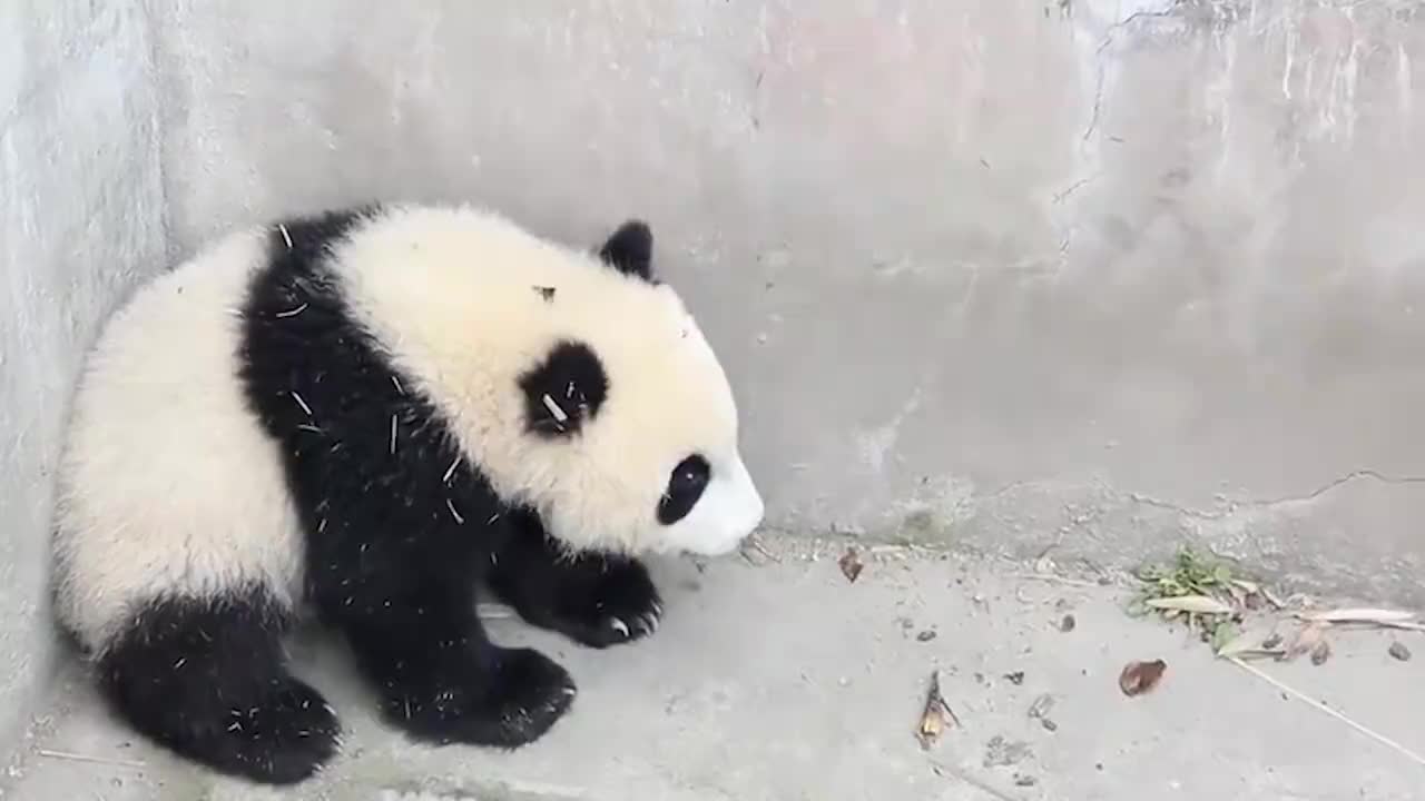 熊猫宝宝蹲在墙角生闷气,奶爸前去安慰,下一秒请不要笑!