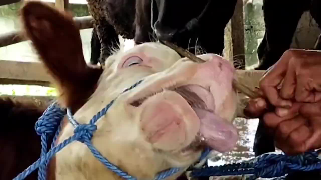 为何牛要穿鼻环长钉直接捅穿牛鼻顿时疼得哇哇大叫