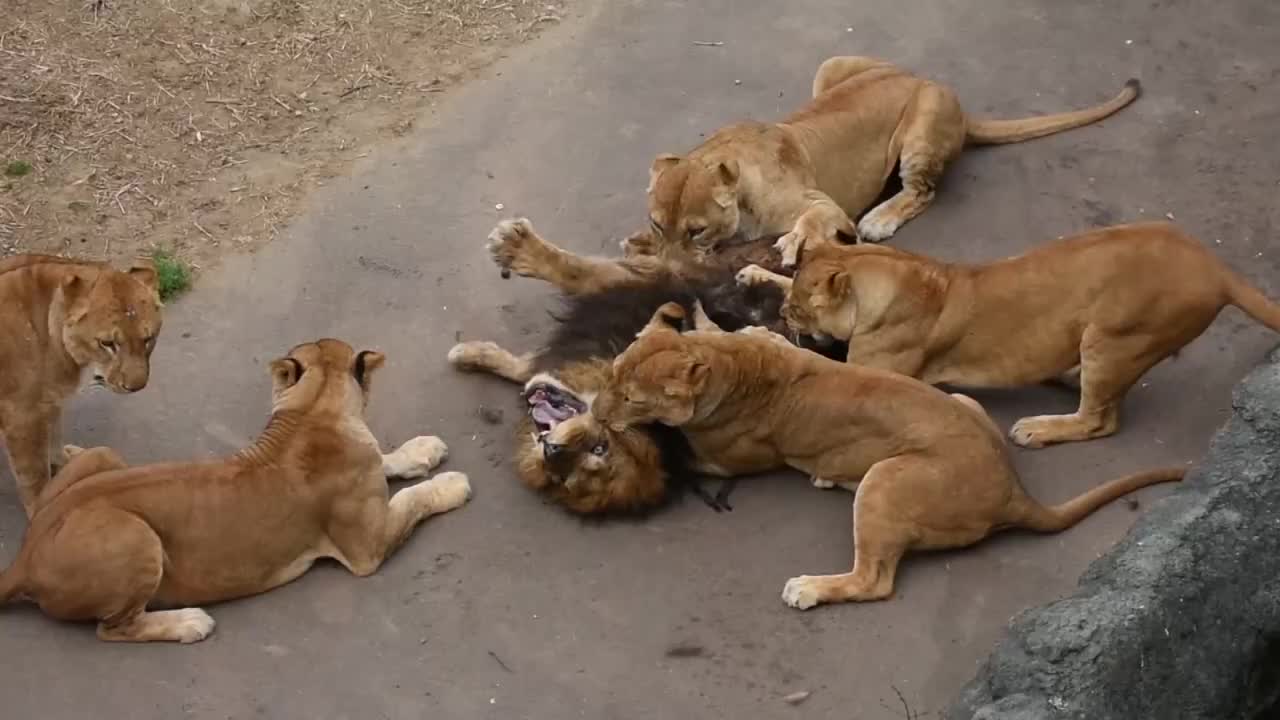 雄狮被6只母狮疯狂撕咬,网友:老实交代!|狮子_新浪新闻