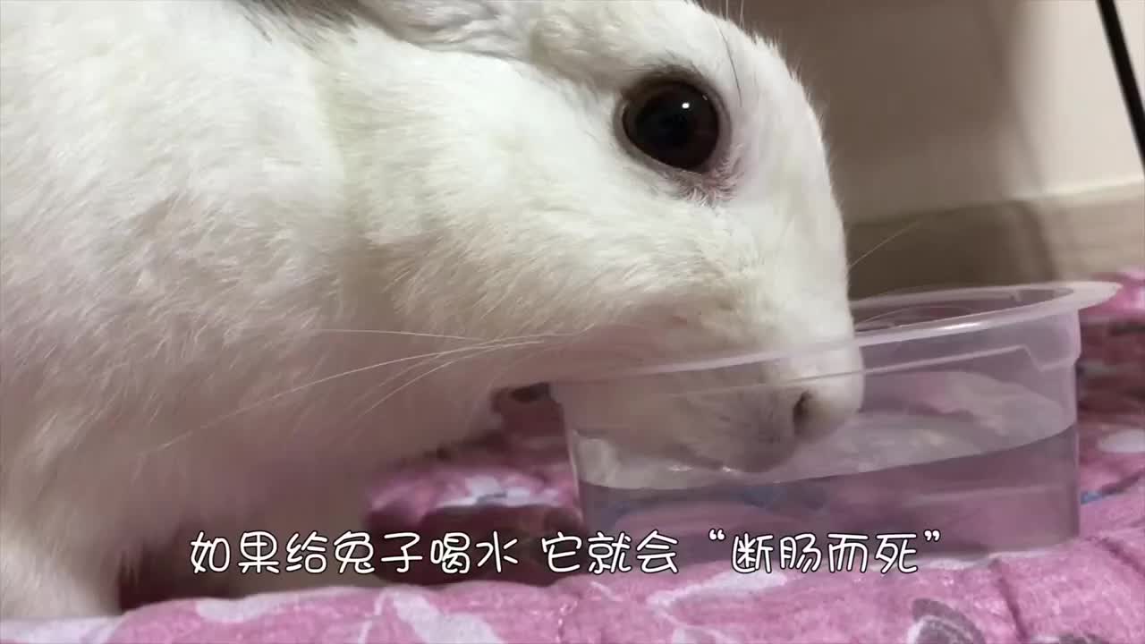 为什么给兔子喝水它就会断肠而死