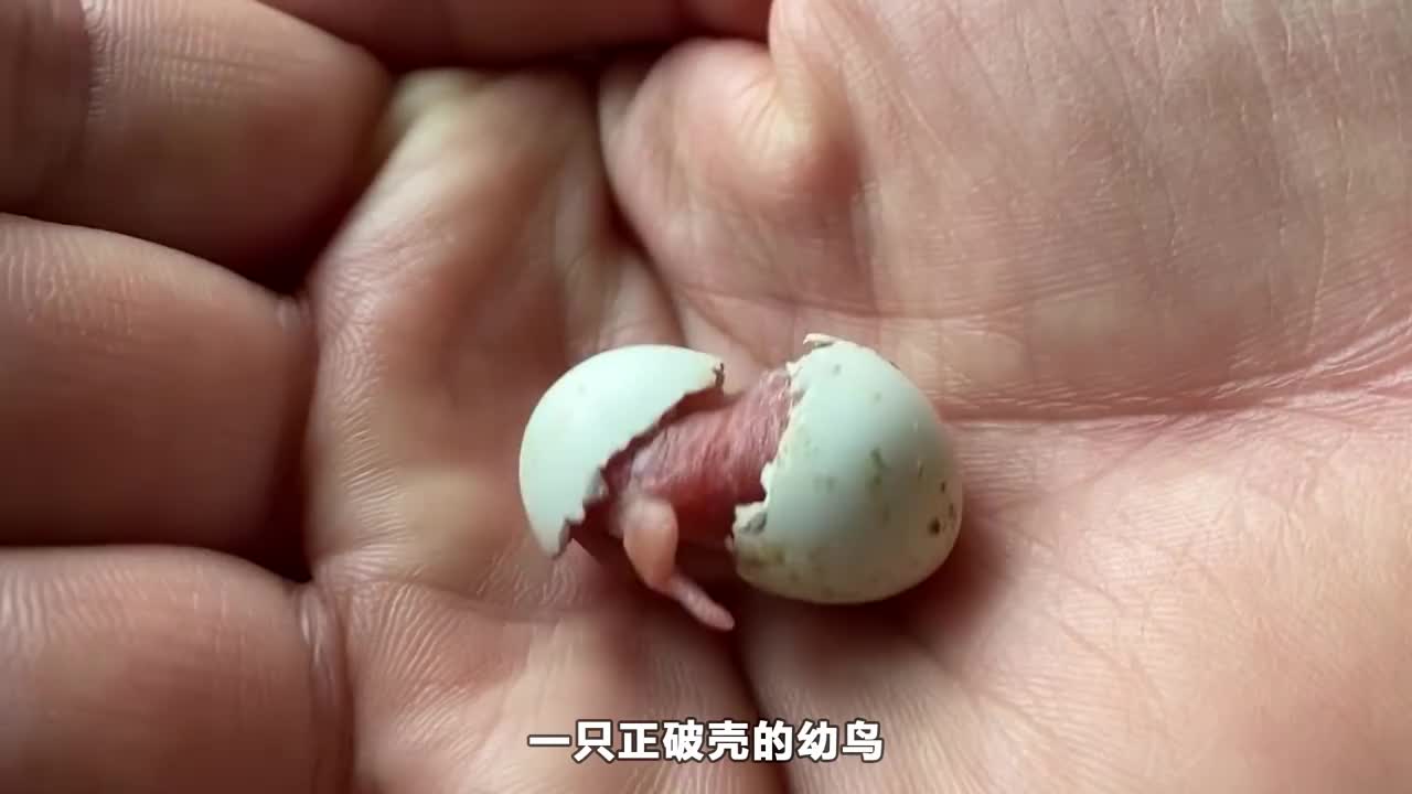 大叔偶然捡回一枚鹦鹉蛋孵化成功后将它抚养长大感动