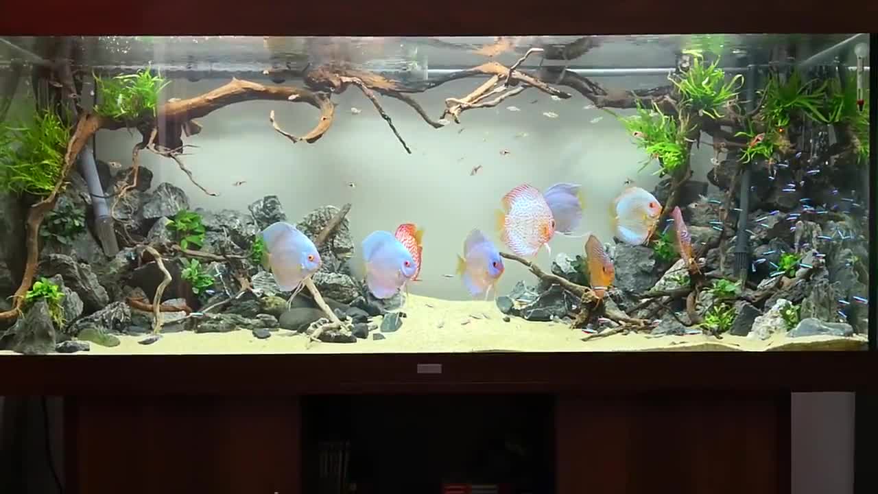 七彩神仙鱼的造景缸