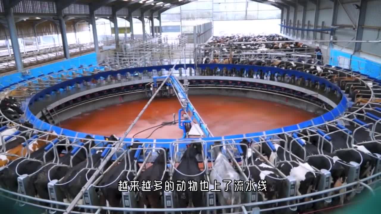 杀牛不见血高压电瞬间击杀从此牛兄便没有痛苦了