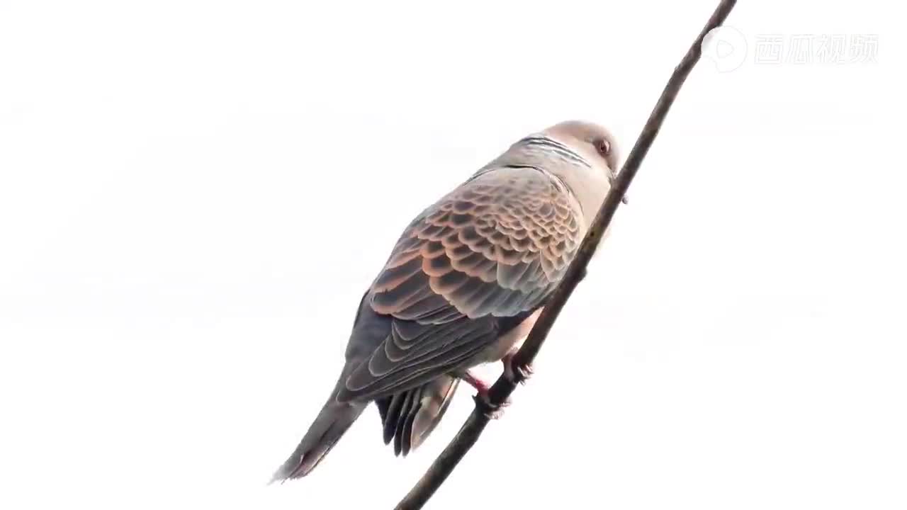 山斑鸠鱼鳞斑鸠鱼鳞斑鸠叫声涛沟走水涛沟走水