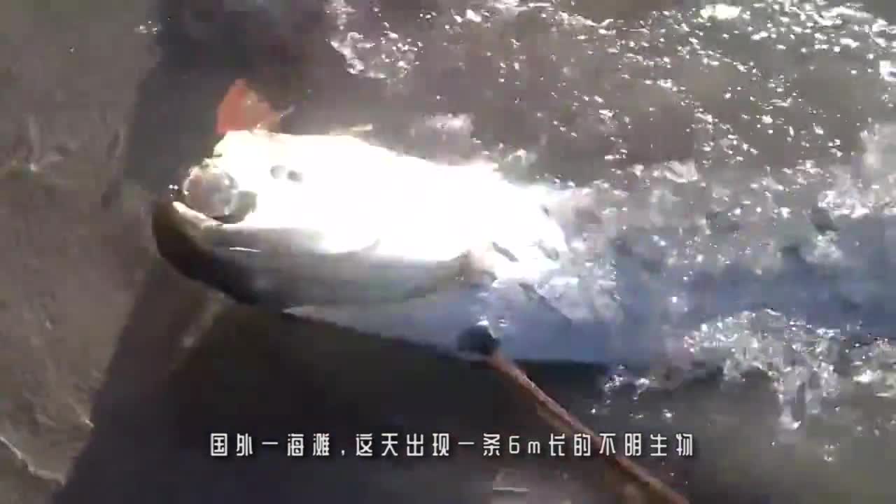 男子出海捕到“龙鱼”,引得众人围观,老渔民看后直呼赶紧丢掉_新浪新闻
