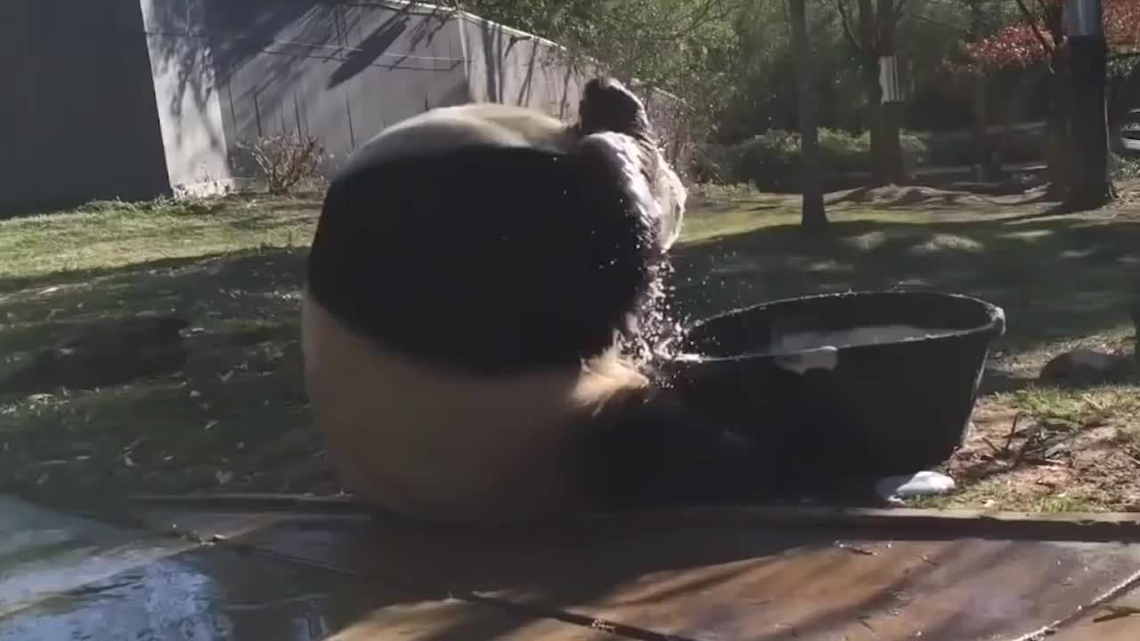 这头熊猫简直成精了，竟然会自己洗澡，接下来千万憋住！