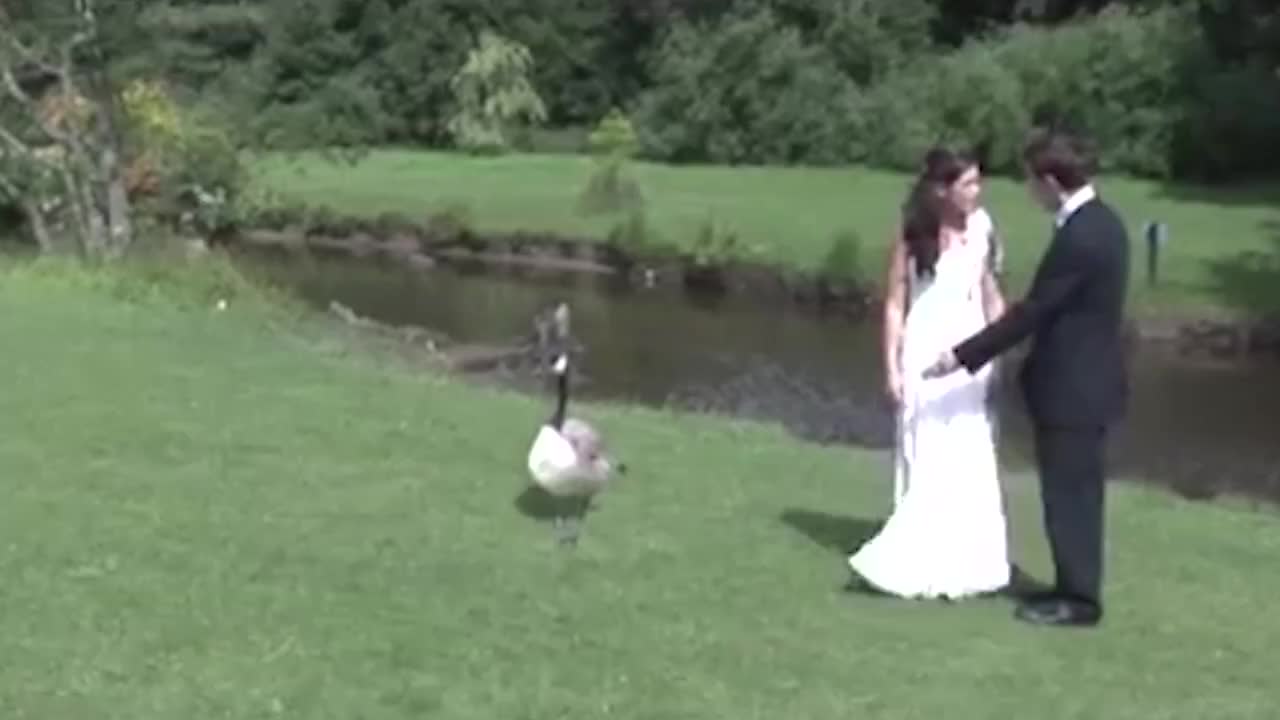 一只加拿大黑雁闯入婚礼现场,结果被一脚踹上天,这是人干的事？