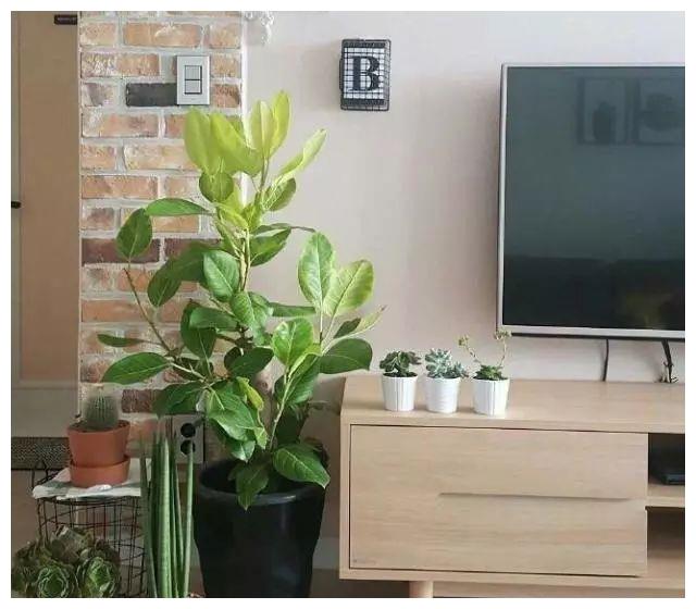 电视柜两旁植物禁忌(电视柜两旁放什么植物风水好)