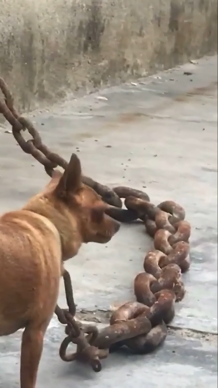 想逃却无能为力,一脸郁闷让人心疼|大黄狗|铁链|狗狗_新浪新闻