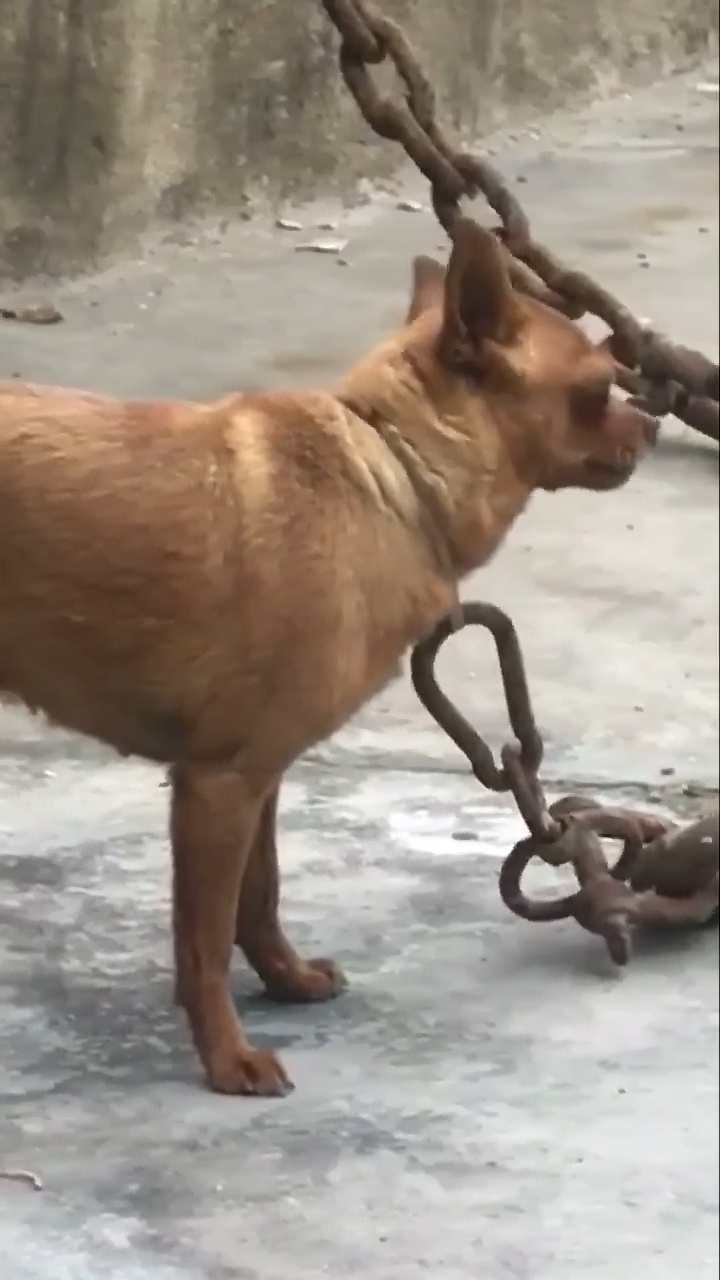 狗狗被拴住其实也挺正常的,毕竟有时候狗狗比较调皮就会被主人拴住的