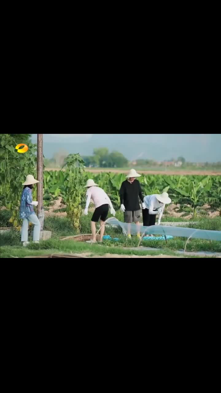 向往的生活4:蘑菇屋成员辛苦搭的西瓜棚,竹竿接连断开了