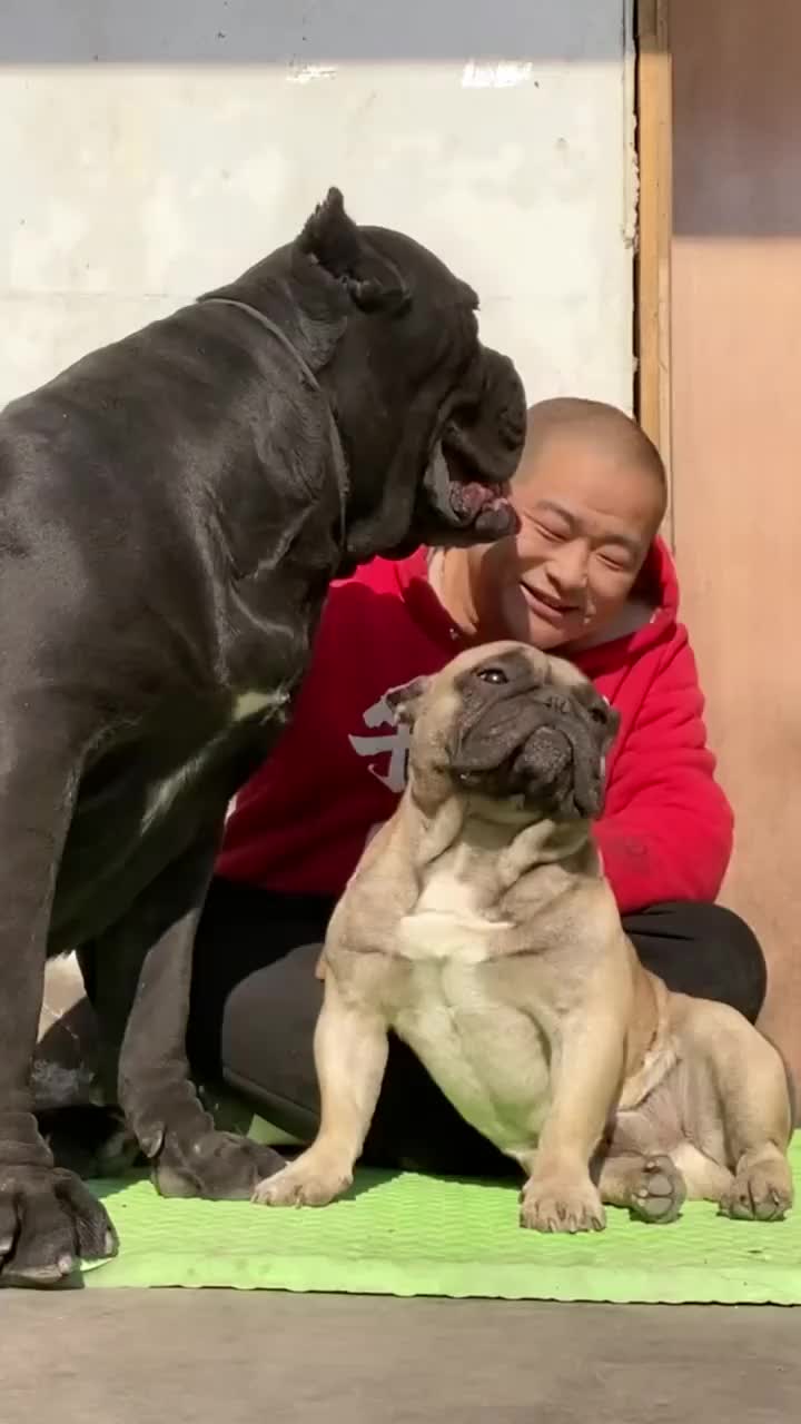 萌宠成精了这狗成精了