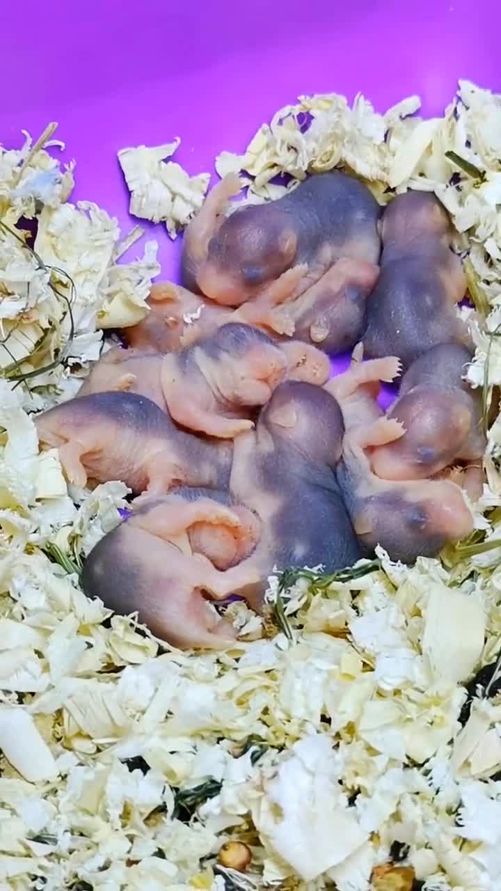 鼠妈妈没有奶给他们吃已经被饿了两天了