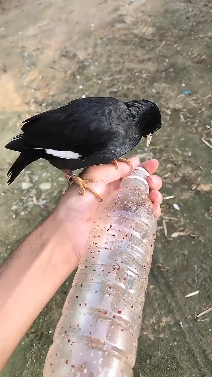这瓶子里的东西能让这只鸟变很听话知道是什么东西吗_手机新浪网