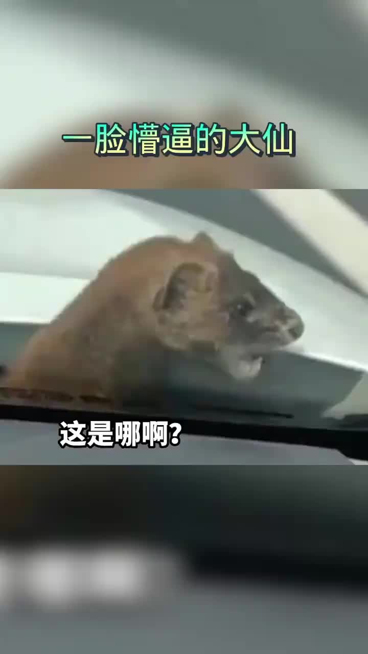 黄鼠狼：我还没和故乡的坤坤道别啊