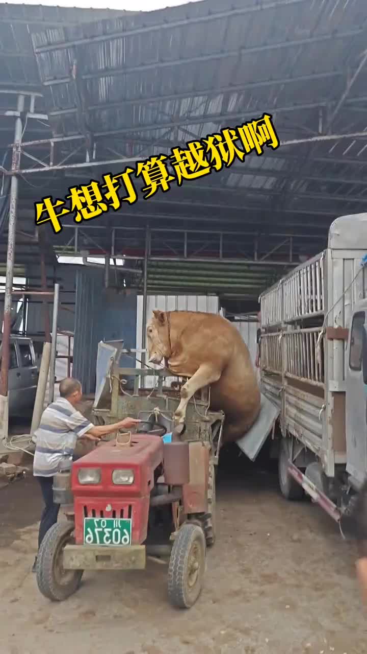 牛这是想越狱啊