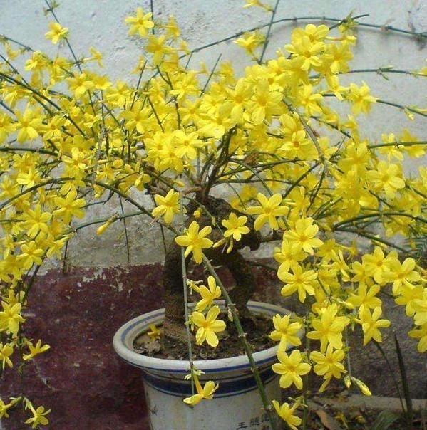 家里养迎春花盆景,掌握几个养护小技巧,能满树繁花|迎春花|盆栽|繁花