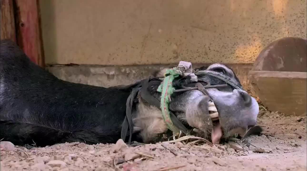 驴子老了赖在地上不动弹,一听人们要宰它,立马站起来了