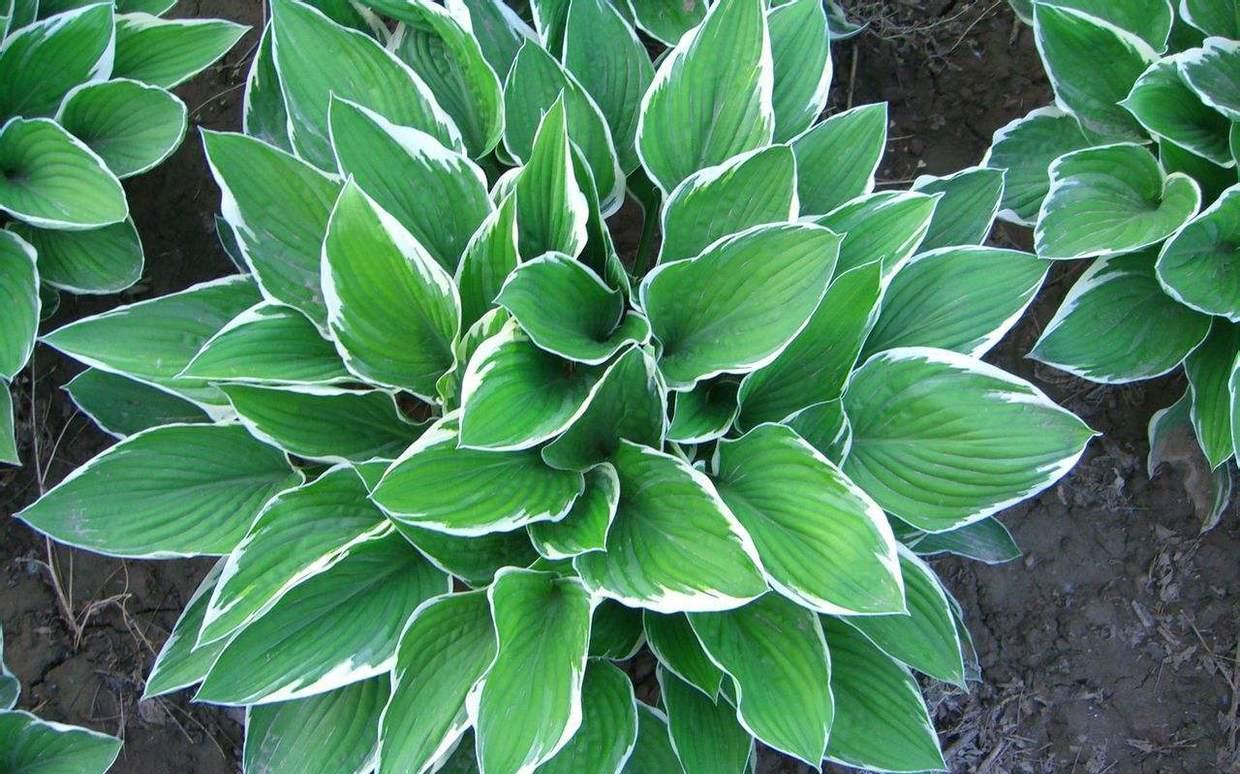 花叶玉簪自带波浪纹,有不规则的美感,怎么养四季常青?