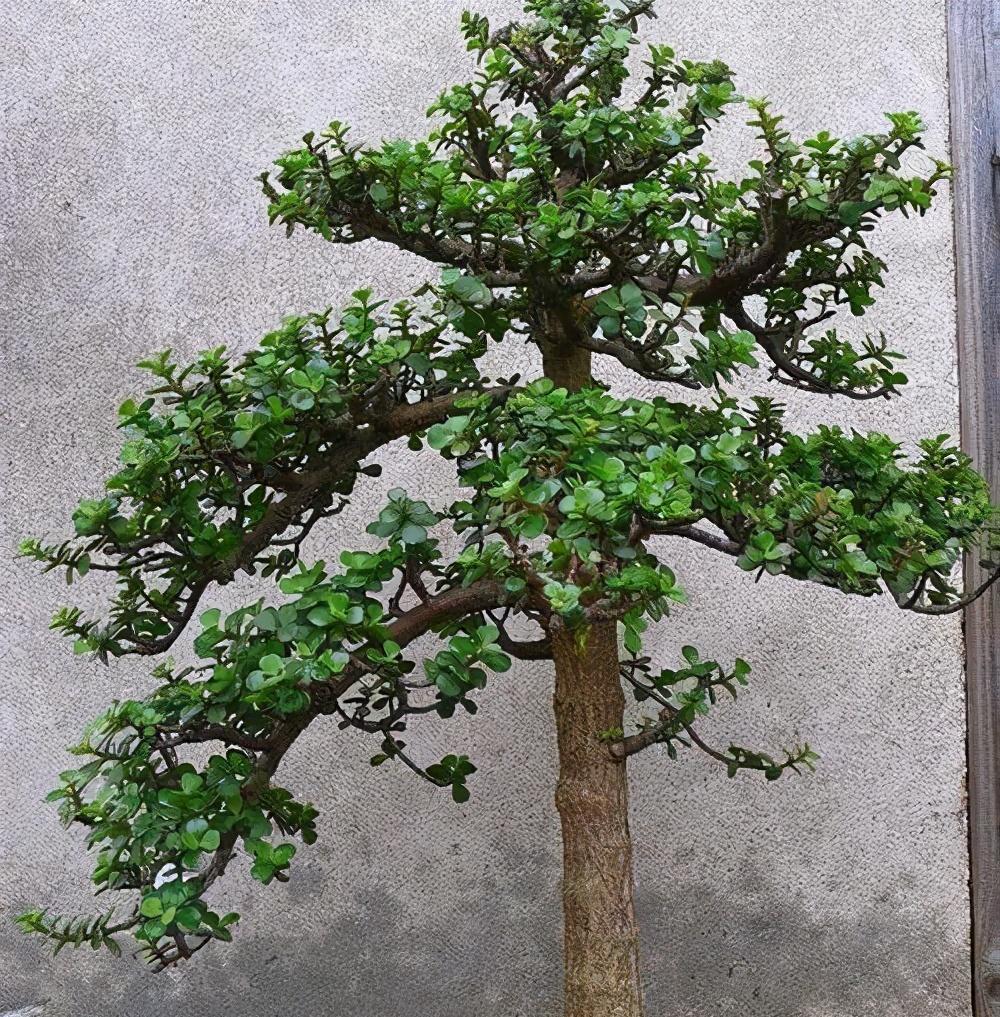 金枝玉叶这样养,养成大盆景,开出一串花,花不常见,也太难看